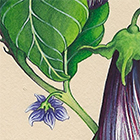 enluminure_AuberginesV